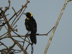 Icterus cayanensis