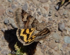 Drasteria adumbrata