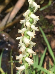 Spiranthes graminea