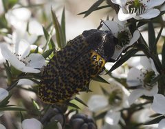 Stigmodera macularia