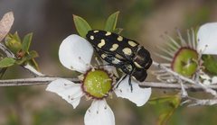 Castiarina decemmaculata