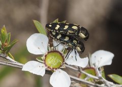Castiarina decemmaculata