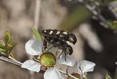 Castiarina decemmaculata