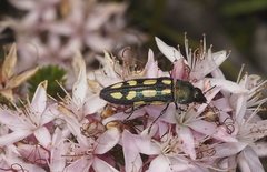 Castiarina parallela