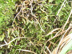 Lembophyllum divulsum