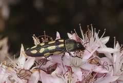 Castiarina parallela