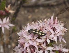 Castiarina parallela