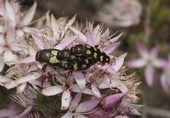 Castiarina decemmaculata