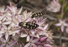 Castiarina decemmaculata