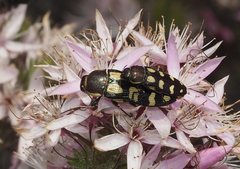 Castiarina decemmaculata