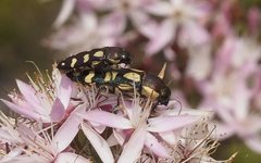 Castiarina decemmaculata