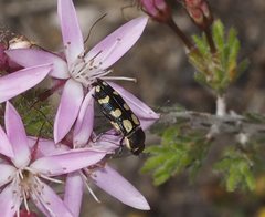 Castiarina decemmaculata
