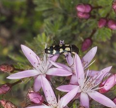Castiarina decemmaculata