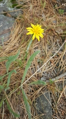 Microseris nutans