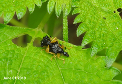 Phymatapoderus flavimanus