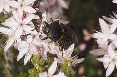 Stigmodera macularia
