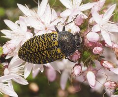 Stigmodera macularia