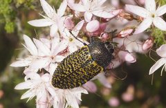 Stigmodera macularia