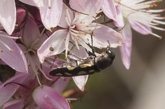 Castiarina parallela