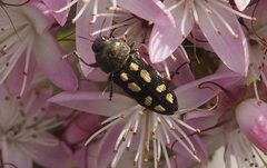 Castiarina parallela