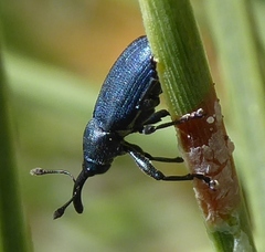 Magdalis gentilis