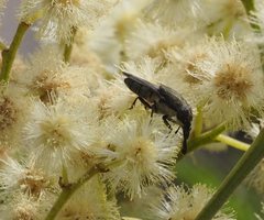 Stomorhina subapicalis