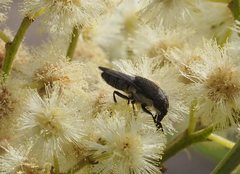 Stomorhina subapicalis