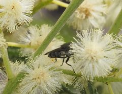 Stomorhina subapicalis
