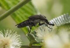 Stomorhina subapicalis