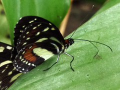 Elzunia humboldt