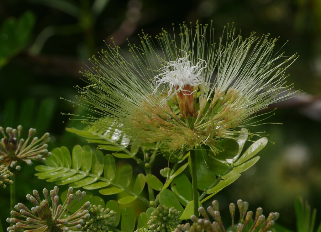 Hydrochorea corymbosa