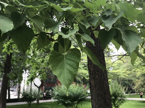 Catalpa bungei iNat (1)