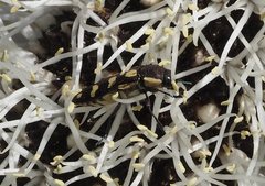 Castiarina decemmaculata