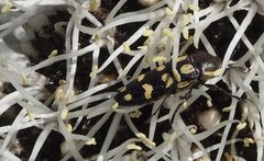 Castiarina decemmaculata