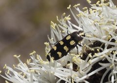 Castiarina decemmaculata