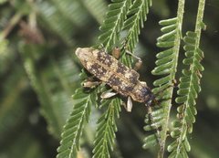 Pempsamacra dispersa