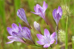Triteleia bridgesii
