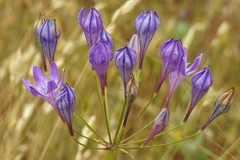 Triteleia bridgesii
