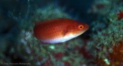 Cirrhilabrus rubripinnis
