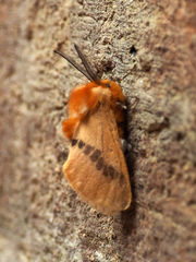 Trosia flavida