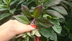 Fuchsia ampliata