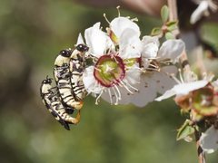 Castiarina decemmaculata
