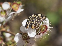 Castiarina decemmaculata