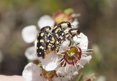 Castiarina decemmaculata