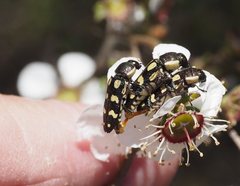 Castiarina decemmaculata