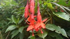 Fuchsia ampliata