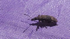 Sphinctobelus cinereus