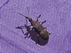 Sphinctobelus cinereus