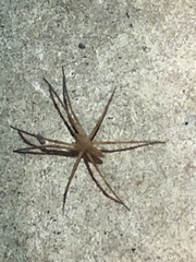 Pisaurina