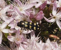 Castiarina decemmaculata
